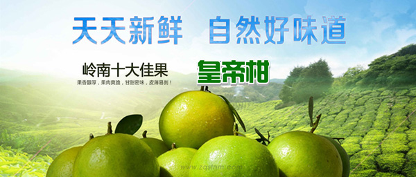 皇帝柑、贡柑